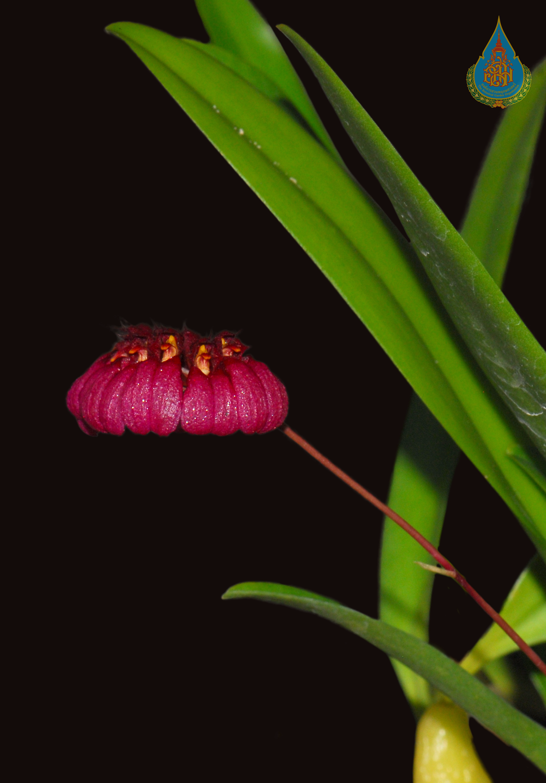 สิงโตใบพัดแดง Bulbophyllum trigonopus (Rchb.f.) P.T.Ong<br/>ORCHIDACEAE